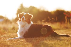 photographie chien berger australien