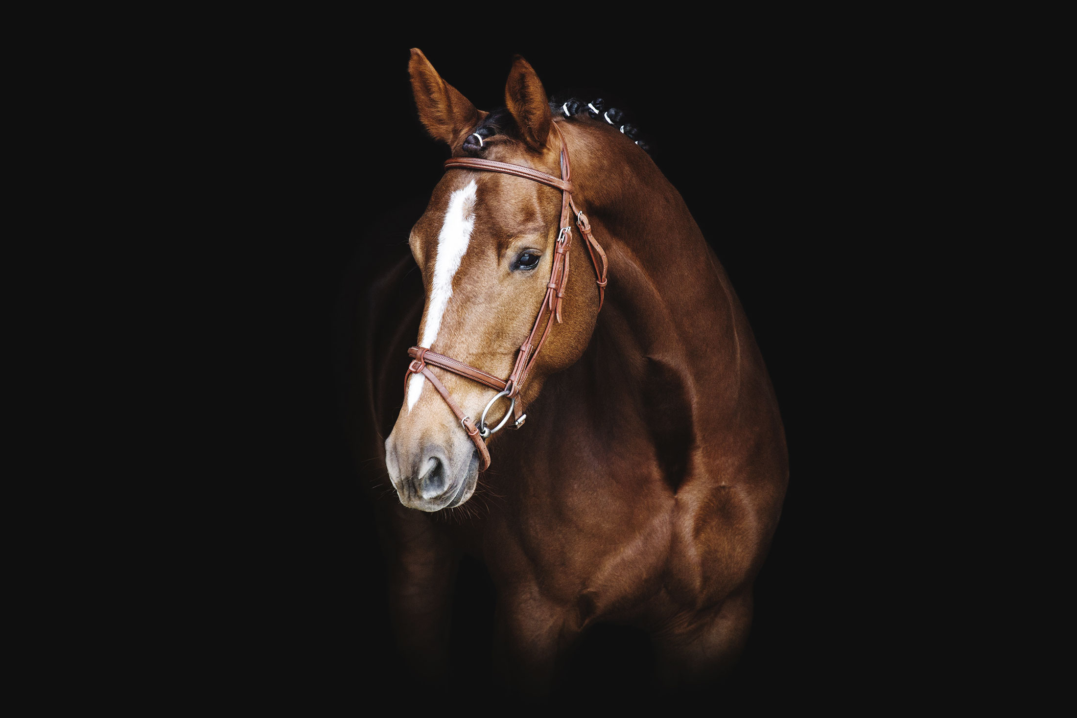 Fonds noirs au Haras de la Tuilerie
