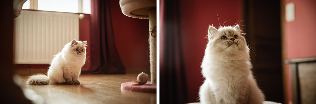photos de chat, animal de compagnie
