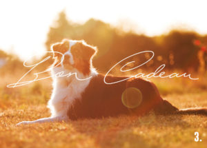bon cadeau photo - Faustine Gauchet - design chien